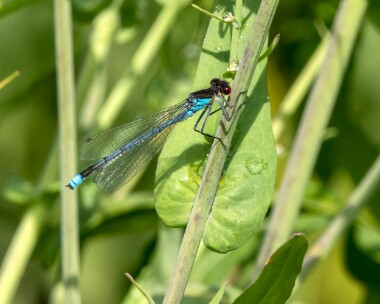 redeyeddamselfly200522b Red-eyed Damselfly Ham Wall, Somerset