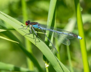 redeyeddamselfly200522c Red-eyed Damselfly Ham Wall, Somerset