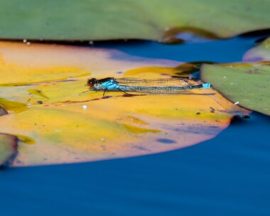 redeyeddamselfly220619 Red-eyed Damselfly Fritham, Hampshire