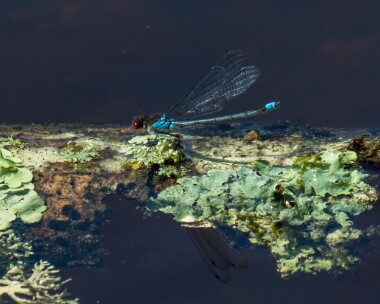 redeyeddamselfly220619b Red-eyed Damselfly Fritham, Hampshire