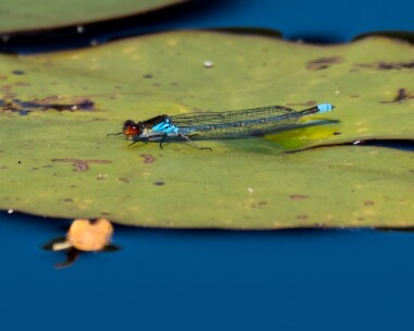 redeyeddamselfly220619c Red-eyed Damselfly Fritham, Hampshire