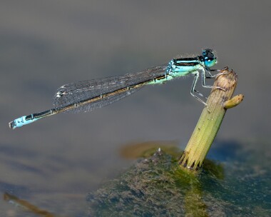 scarcebluetail080726s Scarce blue-tailed Damselfly Higher Hyde Heath, Dorset
