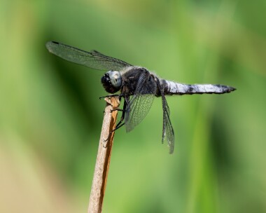 scarcechaser060726 Scarce Chaser Silverlakes, Dorset