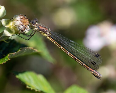 scarceemerald290626s Scarce Emerald Damselfly Oare Marshes, Kent
