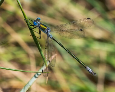 scarcemerald290626 Scarce Emerald Damselfly Oare Marshes, Kent