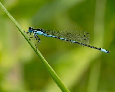 variabledam010726s Variable Damselfly Stodmarsh, Kent