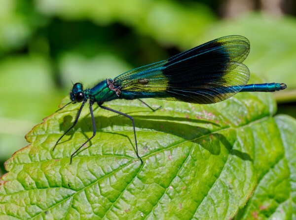 Banded Demoseille