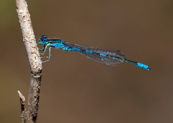 Dainty Damselfly