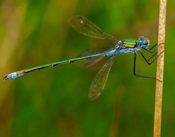 Emerald Damselfly
