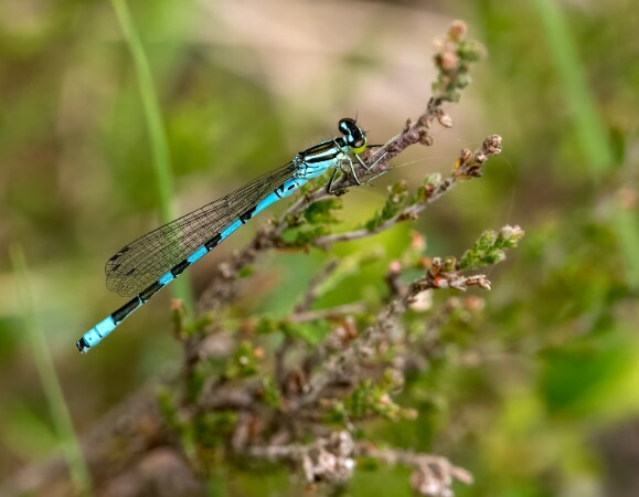 Northern Damselfly