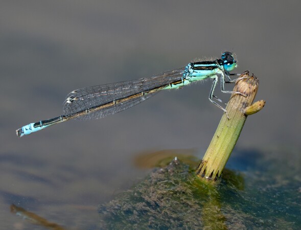 Scarce Blue-tailed Damselfly