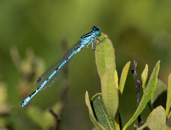 Southern Damselfly