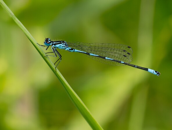 Variable Damselfly