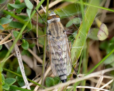 coastalstilhettofly300526 Coastal Silver-stilhetto fly Ayres NNR, Isle of Man