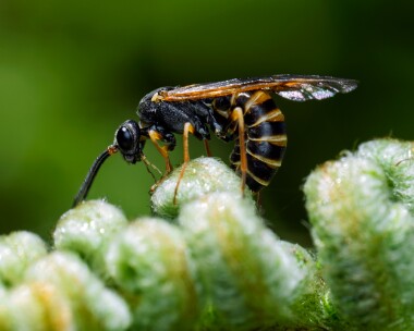 sawfly230526 Sawfly Ballaugh Plantation, Isle of Man