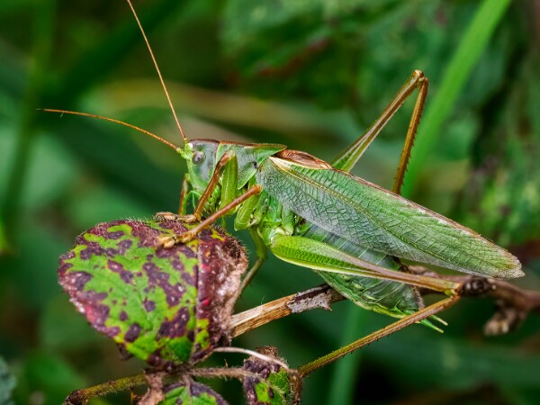 Grasshoppers