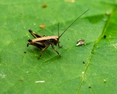 darkgreencricket150522 Dark Bush Cricket Lydlinch Common, Dorset