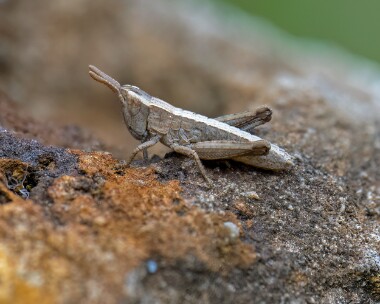 grasshopper200523 Baby Grasshopper Rosehill Quarry, Isle of Man
