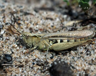 grasshopper200811 Grasshopper Ballaghennie, Isle of Man