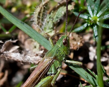 grasshopper200811b Grasshopper Ballaghennie, Isle of Man