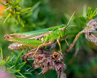 grasshopper290723 Grasshopper Stoney Mountain, Isle of Man