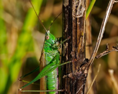 longwingedconehead160923s Long-winged Conehead Burnham Overy, Norfolk