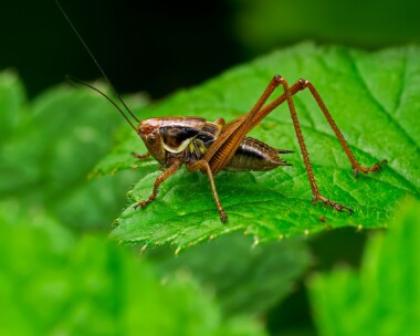 roeselsbushcricket280624 Roesel's Bush Cricket Doddington, Kent