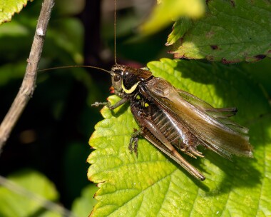 roeselscricket160323s Roesels Bush Cricket Kelling, Norfolk