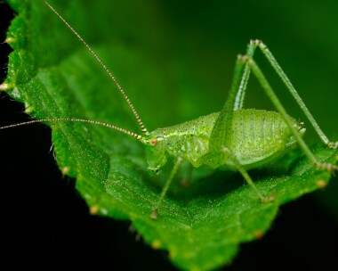 speckledbushcricket260624s Speckled Bush Cricket Doddington, Kent