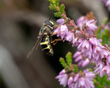Dasysyrphustricinctus130926