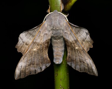 poplarhawkmoth280626 Poplar Hawk-moth Channock, Kent