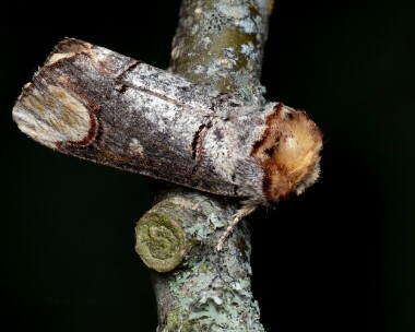 bufftip280626 Buff tip Challock, Kent