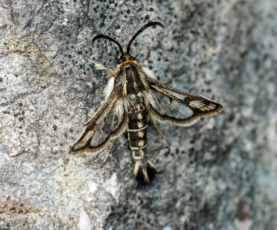 Clearwings