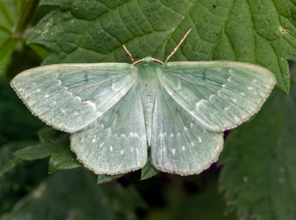 Emeralds