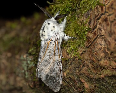 pussmoth240526b Puss Moth Ballaugh Curraghs, Isle of Man