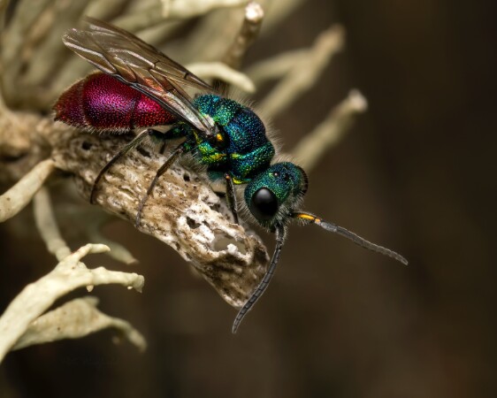Wasps