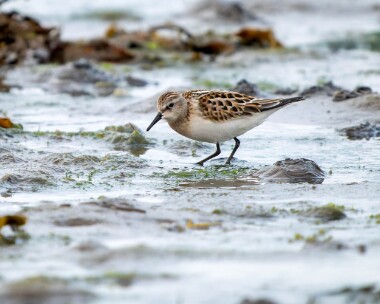 littlestint010926 Little Stint Derbyhaven, Isle of Man