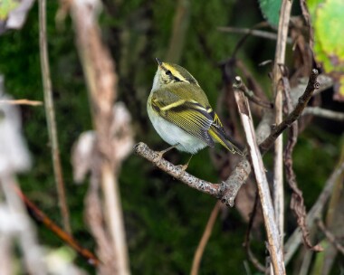 pallaswarbler251026 Pallas' Warbler Bempton, Yorkshire