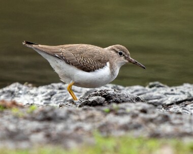 spottedsandpiper211026s Spotted Sandpiper Norstell Priory, Yorkshire