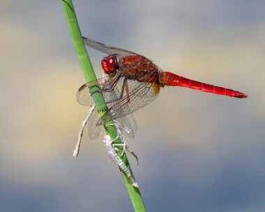 scarletdarter060726b Scarlet Darter Silverlake, Dorset