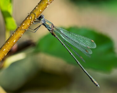 willowem031026s Willow Emerald Damselfly Kelling, Norfolk