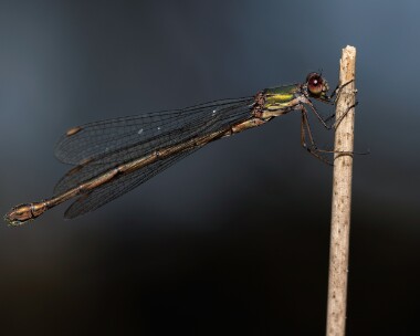 willowem041026s Willow Emerald Damselfly Kelling, Norfolk