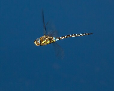 migranthawker280821b Migrant Hawker Ballanette, Isle of Man