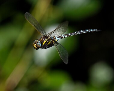commonhawker310722 Common Hawker Archallagan, Isle of Man