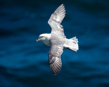 fulmar250622 Fulmar Marine Drive, Isle of Man