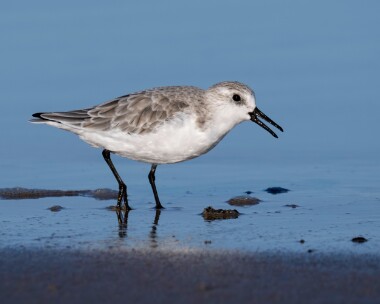 sanderling131022 Sanderling Northumberland