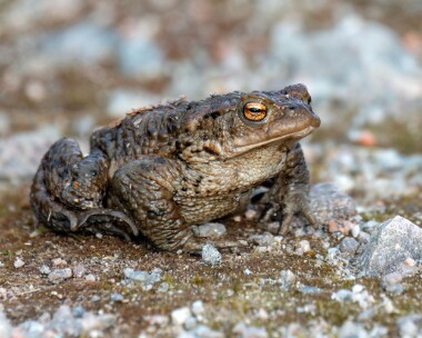toad180322 Toad Inshriach, Scotland