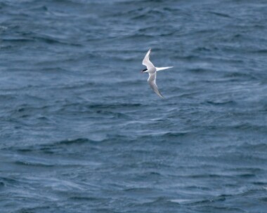 arctictern260726 109. Arctic Tern POA, Isle of Man