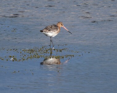 blackwit170526 101. Black-tailed Godwit POA NR, Isle of Man