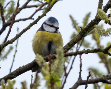bluetit030426 83. Blue Tit POA NR, Isle of Man
